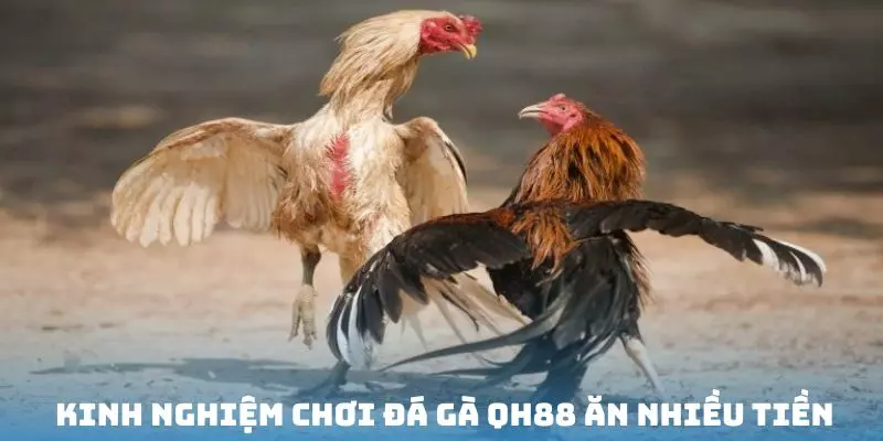 Một số sản phẩm độc nhất vô nhị có ở nền tảng đá gà