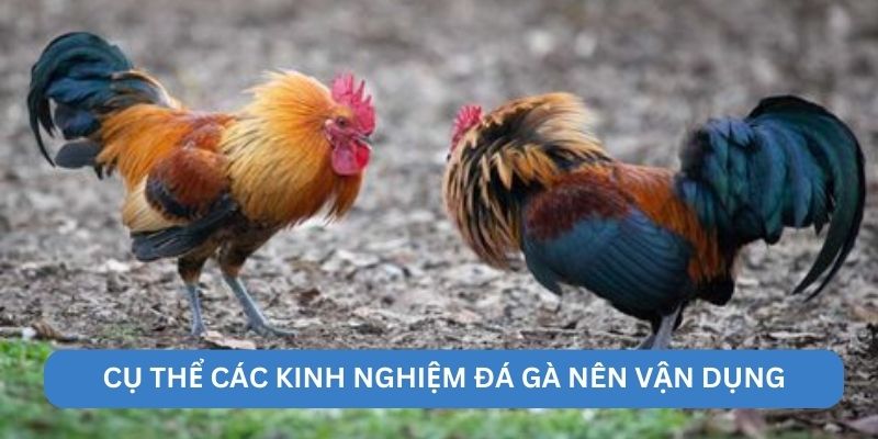 Cụ thể các kinh nghiệm đá gà nên vận dụng