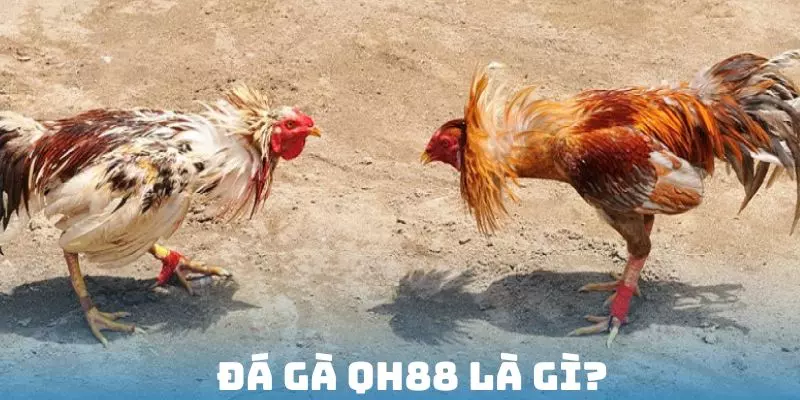 Khái niệm cổng cược đá gà QH88
