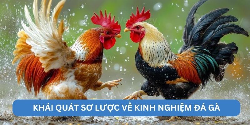 Khái quát sơ lược về kinh nghiệm đá gà