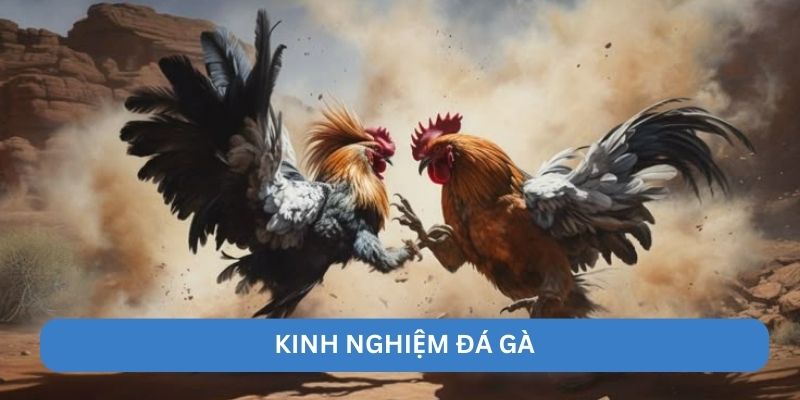 Kinh Nghiệm Đá Gà - 188BET Từ Cao Thủ Nhanh Ra Tiền Lớn