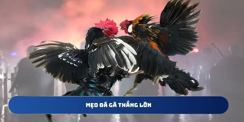 Bí Quyết Chinh Phục Đấu Trường Với Mẹo Đá Gà Thắng Lớn QH88