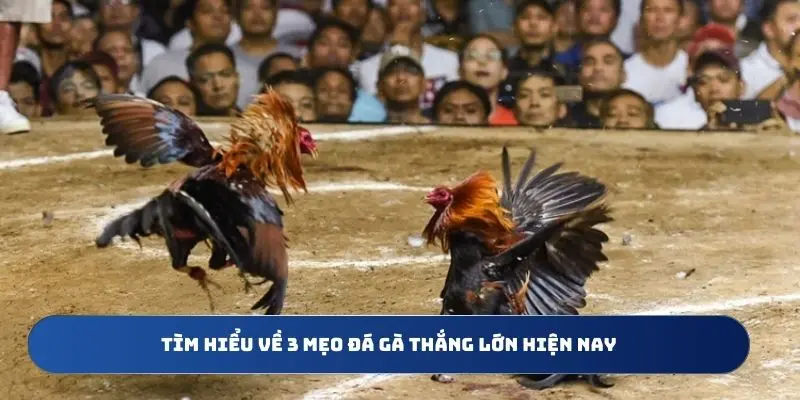 Tìm hiểu về 3 mẹo đá gà thắng lớn hiện nay